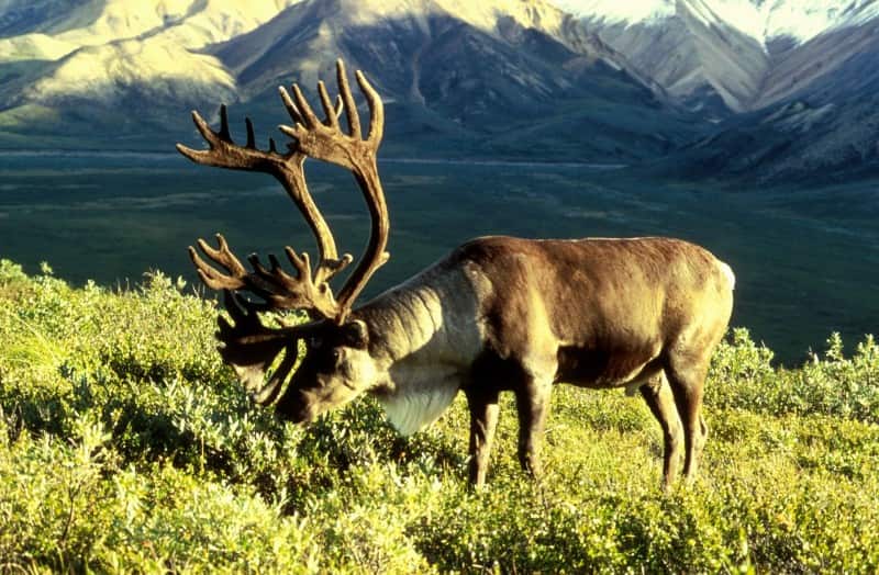 Image courtesy Dean Biggins/ US Fish and Wildlife Service.