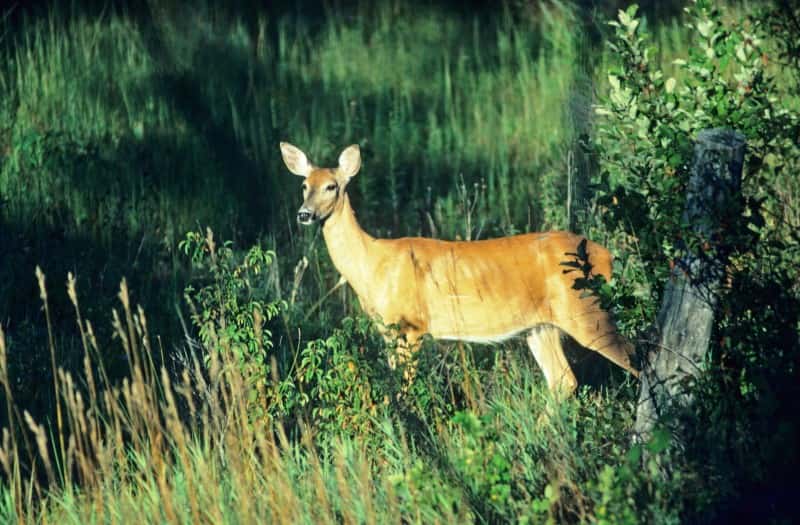 10 Things You Must Know about Deer Senses OutdoorHub