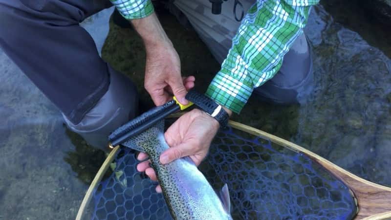 This is one of the easiest ways to measure fish we've seen, but is it accurate?