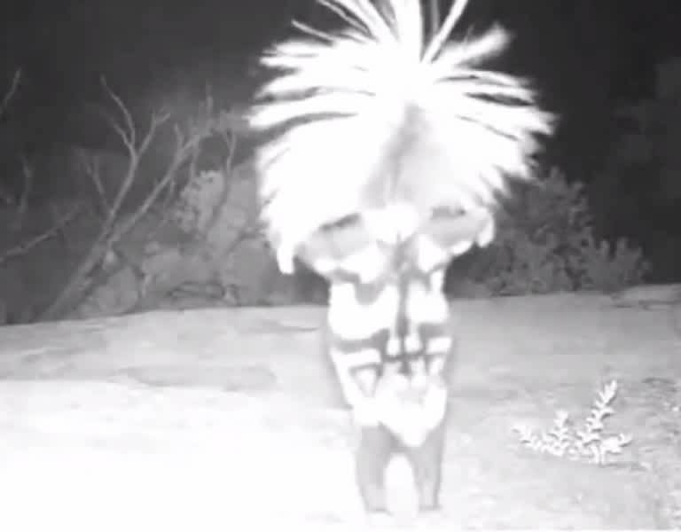 Video: Trail Cam Captures Skunk Doing a Handstand | OutdoorHub