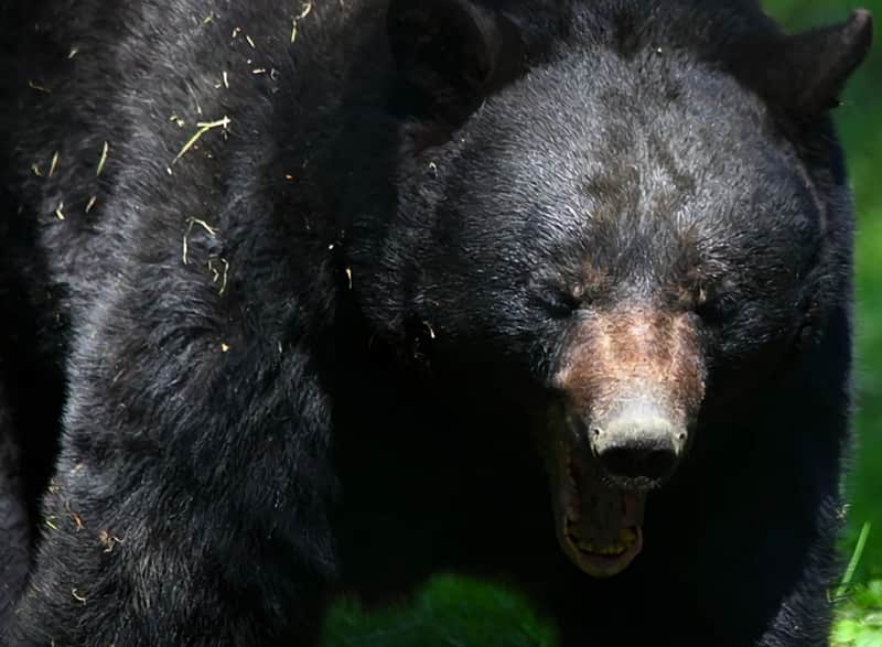 quiz-would-you-survive-a-black-bear-encounter-outdoorhub