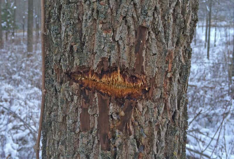 A bullet from the author's .243 scarred this walnut tree before striking his buck.