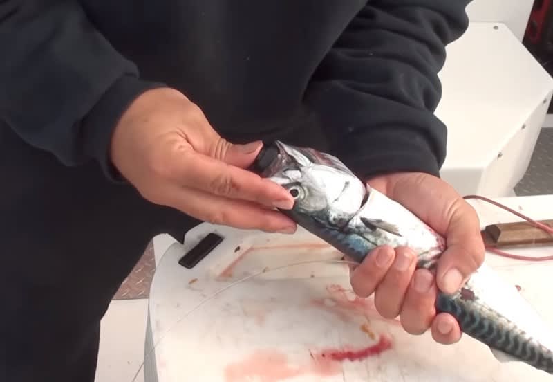 The designers behind Zombait may not be mad scientists, but their device may be seen as creepy by some.