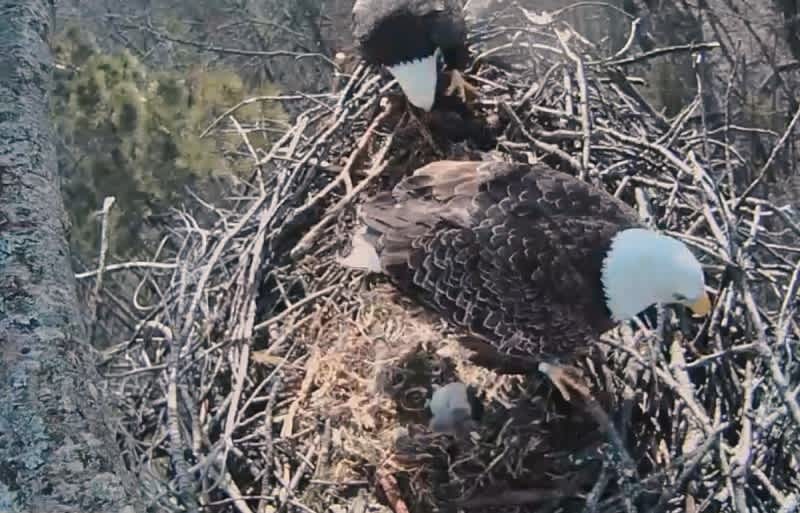 Video Watch Baby Eagles Hatching On This Live Stream Outdoorhub