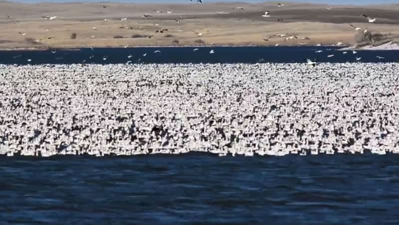 Video: Millions of Snow Geese Migrating in North Dakota | OutdoorHub