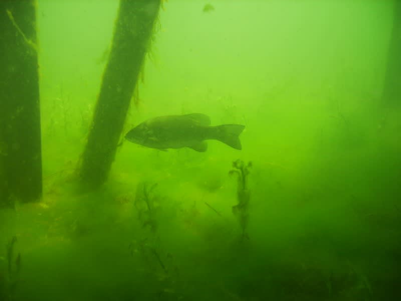 Prespawn and postspawn bass hang out at the corners of docks where they will attack a bait presented nearby. Cooler spring water means slower presentations because these bass won’t often chase down a fast-moving bait.