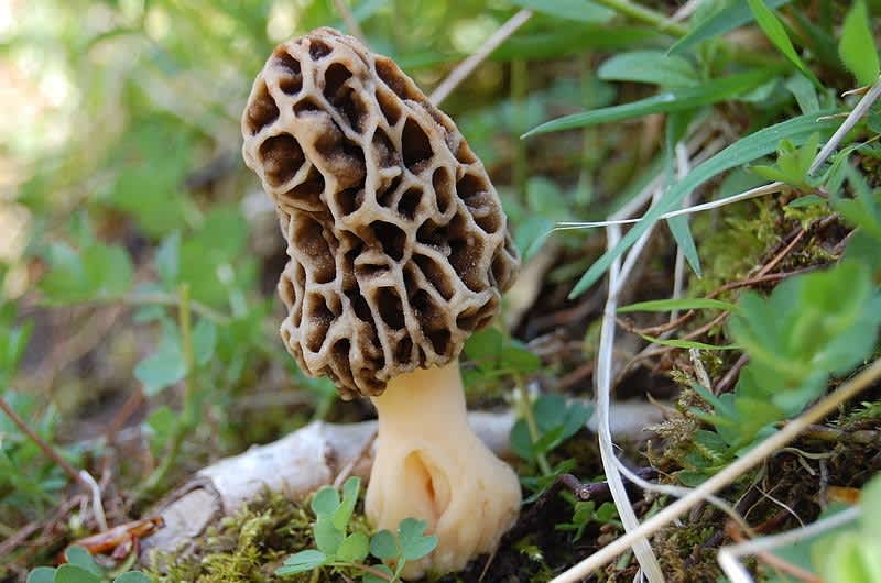 5 Potential Health Benefits of Eating Morels OutdoorHub