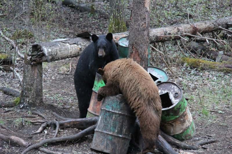Color phase bears like this cinnamon (right) are fairly common in the Duck Mountains, but blonde bears are rare no matter where you go.