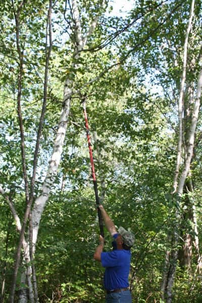 Trimming shooting lanes around your stand is best done in the summer when the disturbance won’t alarm deer. You can use the trimmings as barriers to guide whitetail travel patterns.