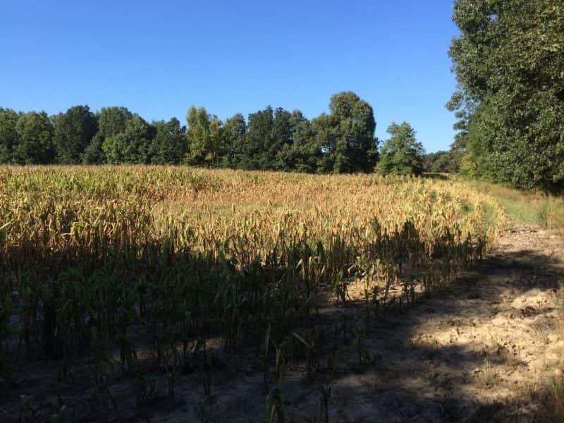 Owning public hunting land allows state game agencies to improve habitat and even plant crops that benefit many game and non-game species.