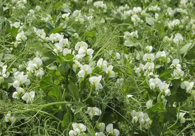 Winter peas are a great choice for cool season food plots.