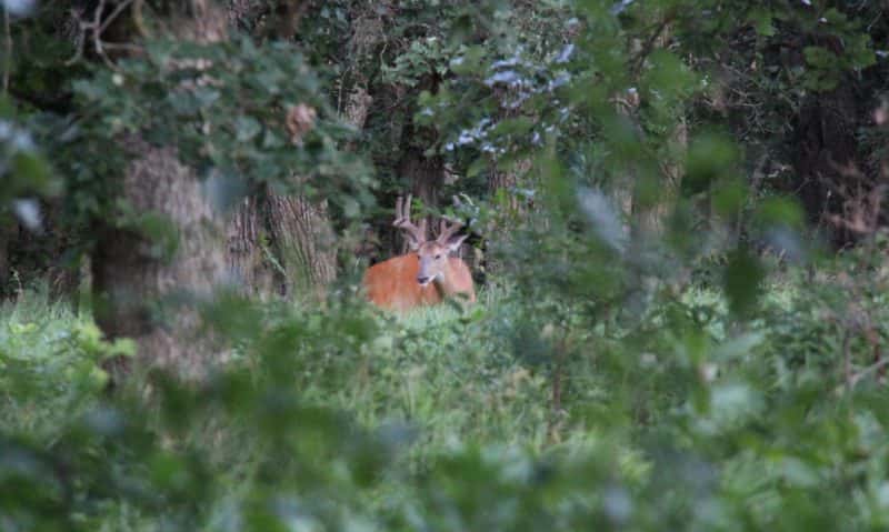 Velvet buck 8-23-16