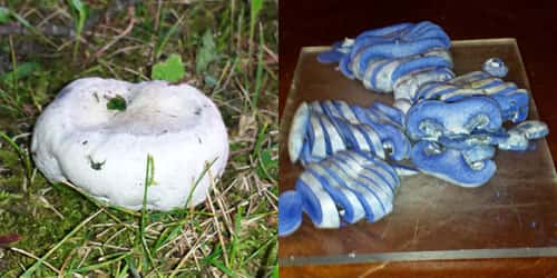 Indigo milkcap mushroom; image by Kurt Beckstrom