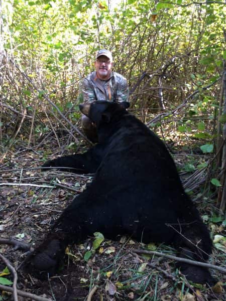 The mountain of a bear could not be moved and had to be skinned and cut up in the bush in order to get it back out to transportation.