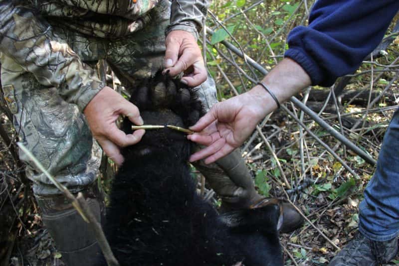 The front pad on the author’s bear is as wide as two rifle shells. He was a once-in-a-lifetime bear in every way.