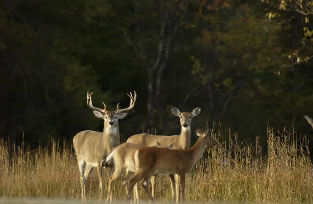 Image courtesy of Michigan Department of Natural Resources