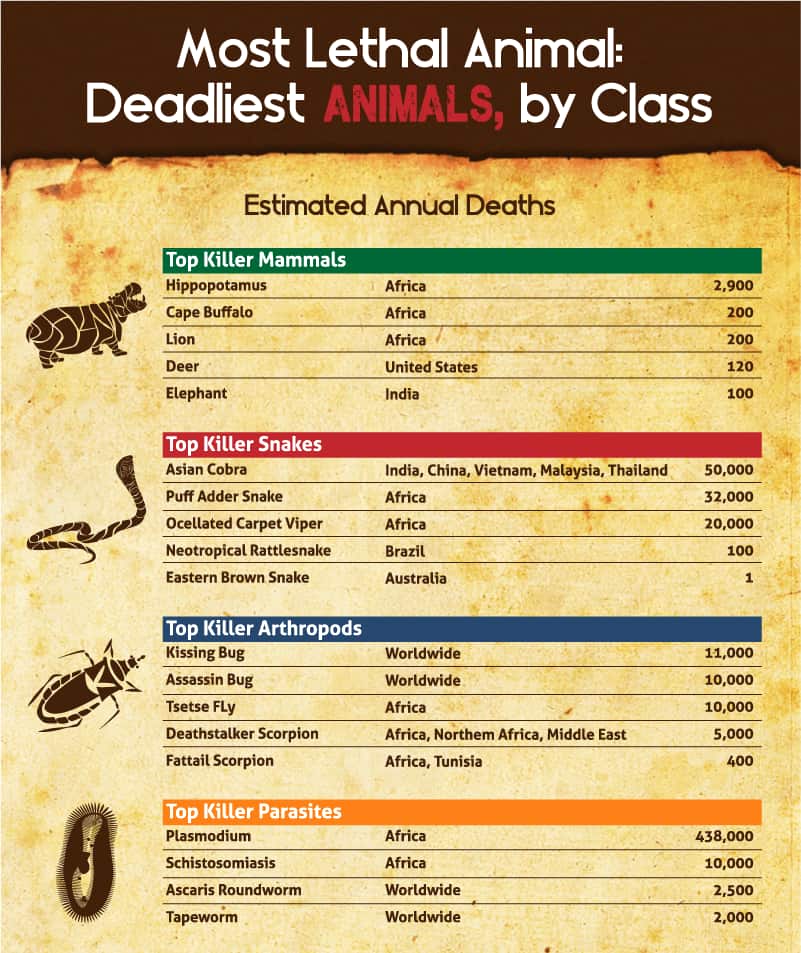Image Courtesy - https://latestcasinobonuses.com/man-vs-beast