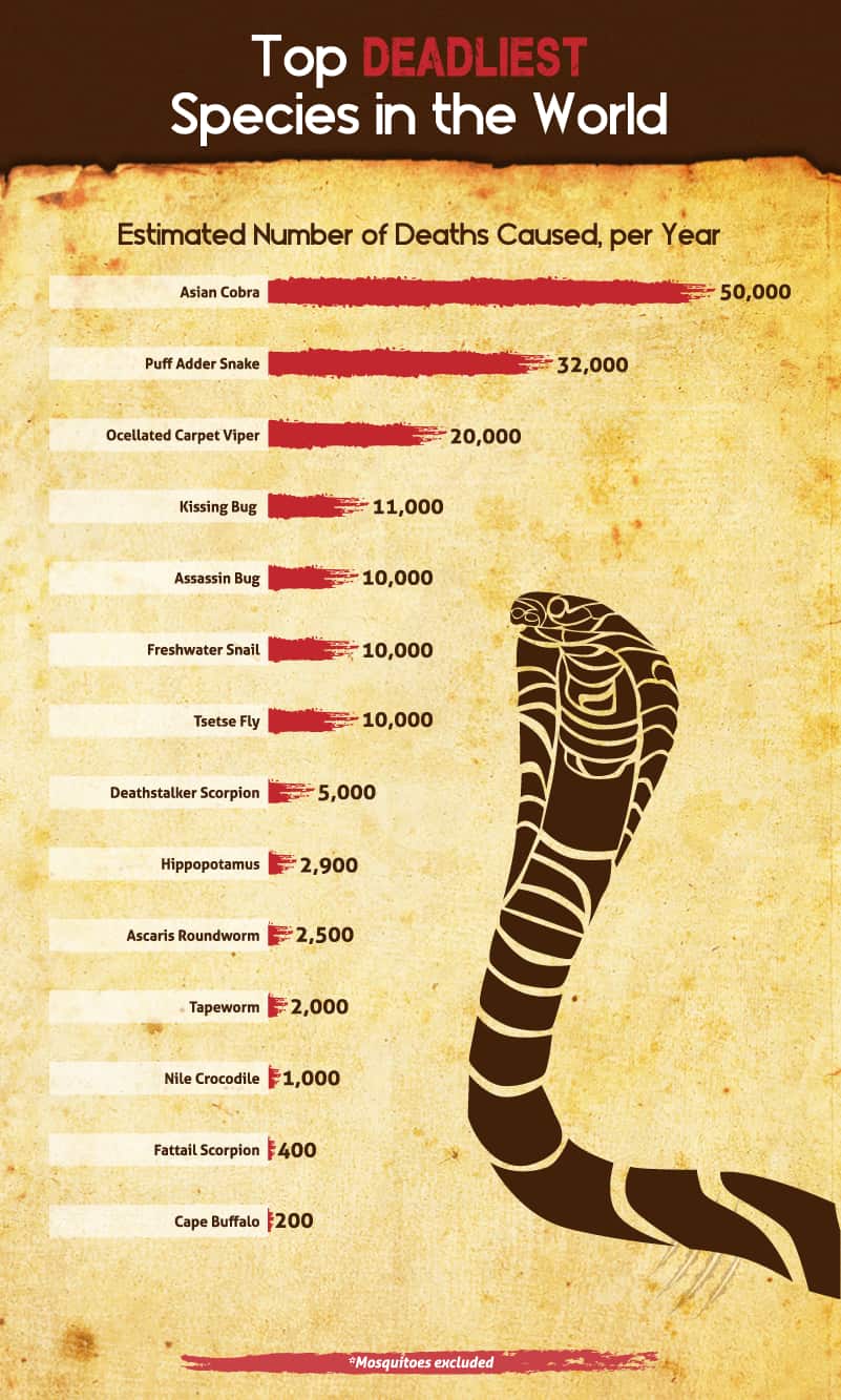 Image Courtesy - https://latestcasinobonuses.com/man-vs-beast