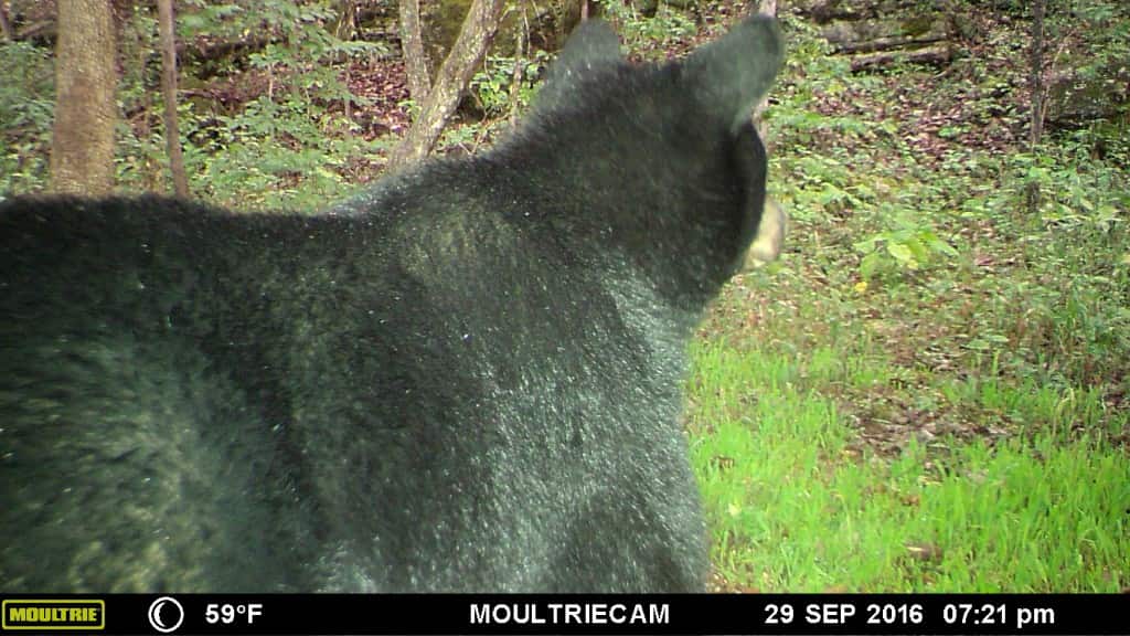 First Black Bear Seen in Kentucky in Almost a Century OutdoorHub
