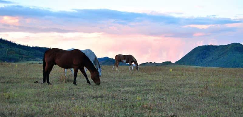 high horse courting essay Black elk speaks 1st person high horse's courting-be retells watanye's : indian high horse lovesick for indian girl crazy horse stays behind + village. high horse courting essay Black elk speaks 1st person high horse's courting-be retells watanye's : indian high horse lovesick for indian girl crazy horse stays behind + village.