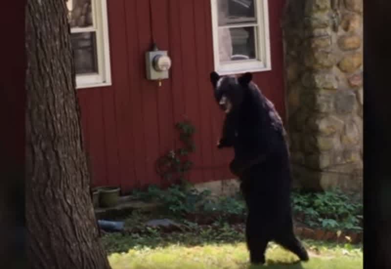 "Pedals", the Walking Bear, Harvested During New Jersey Bear Hunt