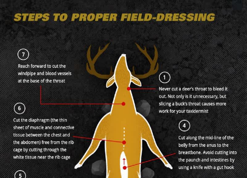 INFOGRAPHIC The BEST Way to FieldDress a Deer OutdoorHub