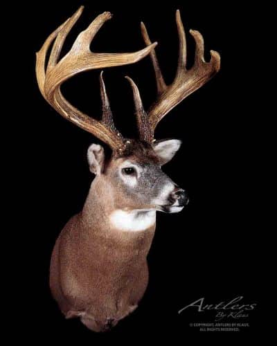 The Jordan buck