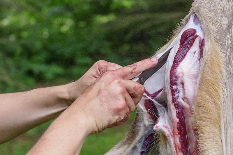 Removing skin to get to the mock tenderloin in the chuck primal cut
