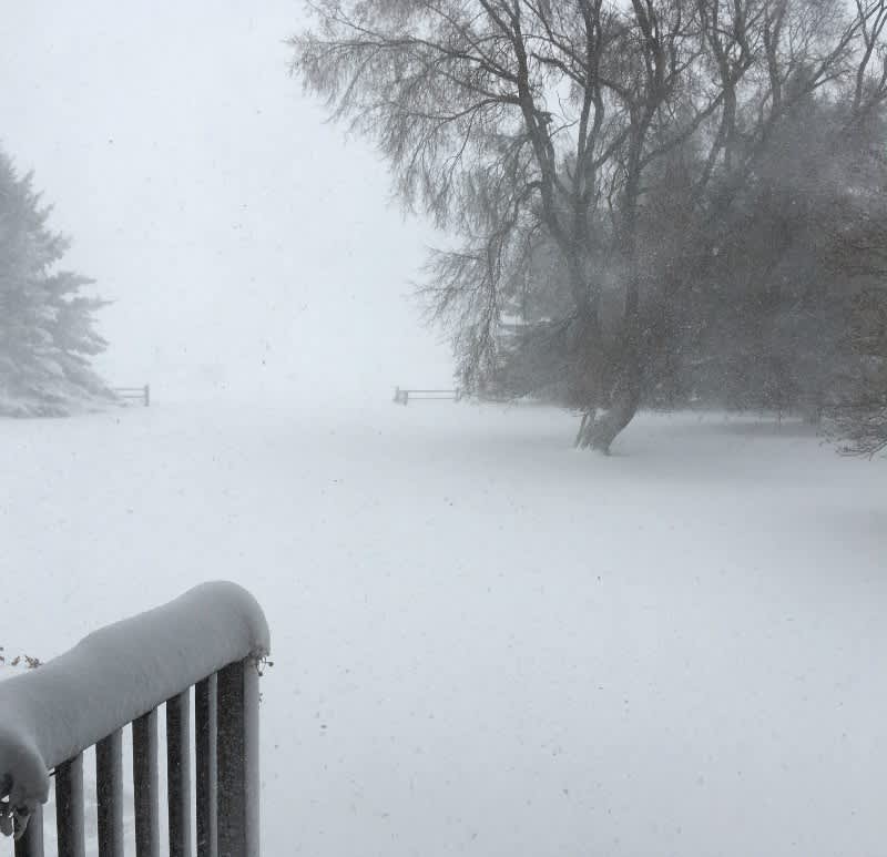 Here’s what eastern South Dakota looks like on the morning of November 18 from the protection of a shelterbelt. That gap in the trees is the driveway entrance to the two-lane country road. Visibility beyond the trees is 0 to 30 feet. Not good for driving!