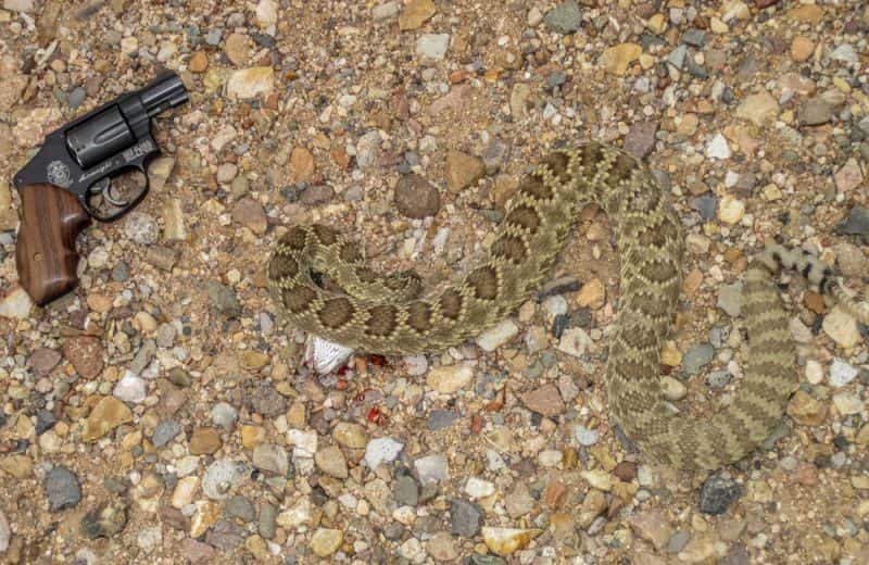 Best Handgun Ammo for Shooting Snakes OutdoorHub