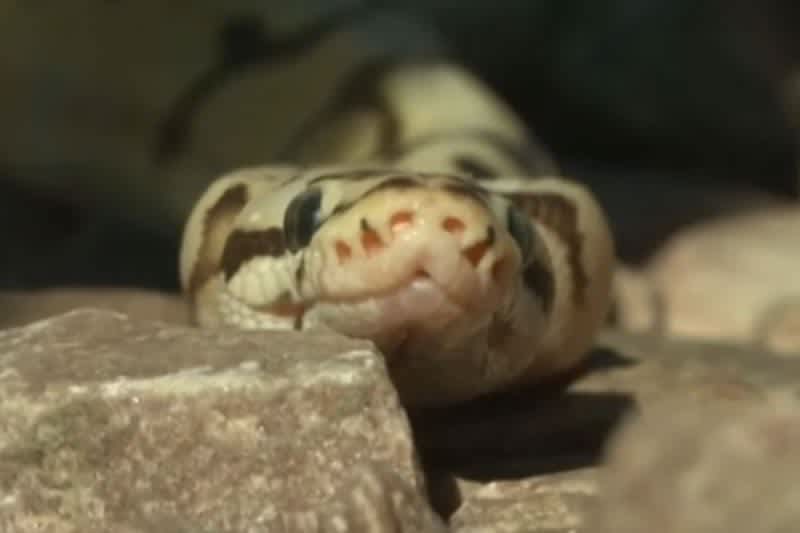 Video: Man Slapped with Fine and Asked to Put Leash on Snakes | OutdoorHub