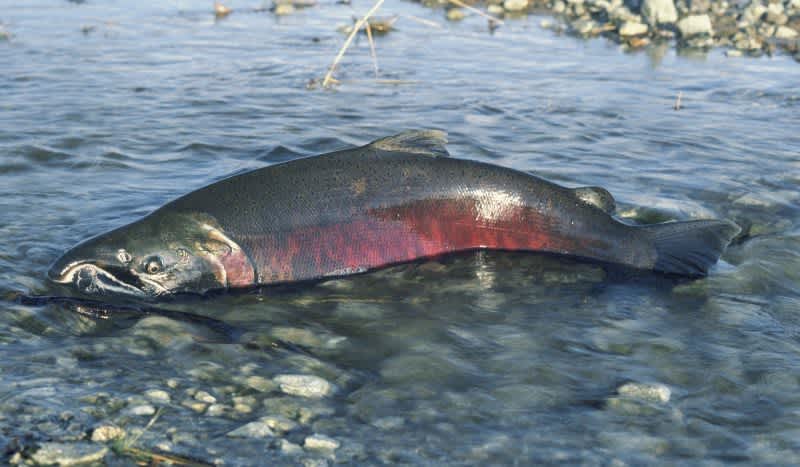 fishing planet alaska trophy salmon