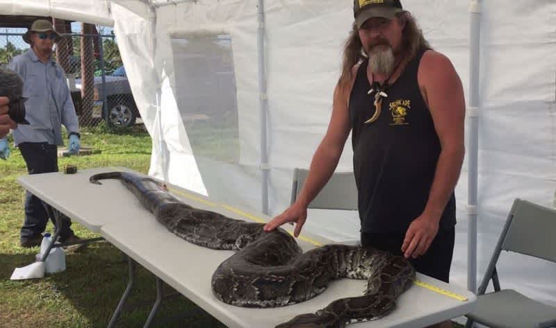 Video: 122-Pound Python Taken Out of Everglades by Dusty 'Wildman' Crum ...