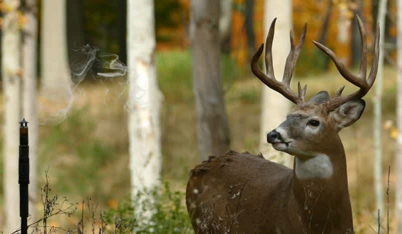 Real-World Test Video: How Far Can an Animal Smell Deer Urine?