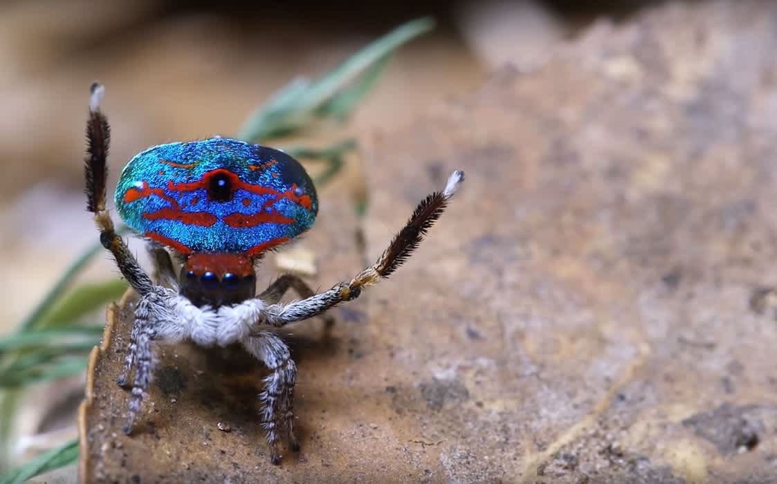 Download Video: Check Out the Dance Moves of the Amazing Peacock ...