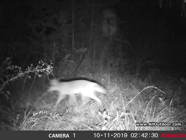 coyote-trail-camera