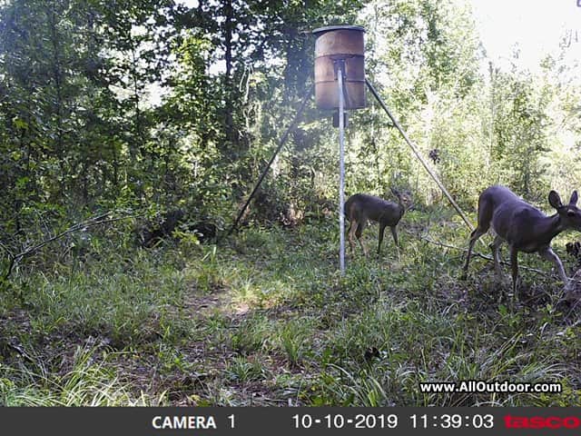 tacso-camera-deer