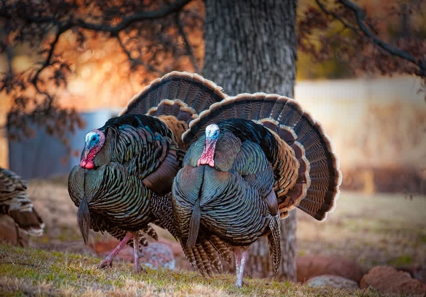 Wild Turkey Anatomy and Physiology Biology Diagrams