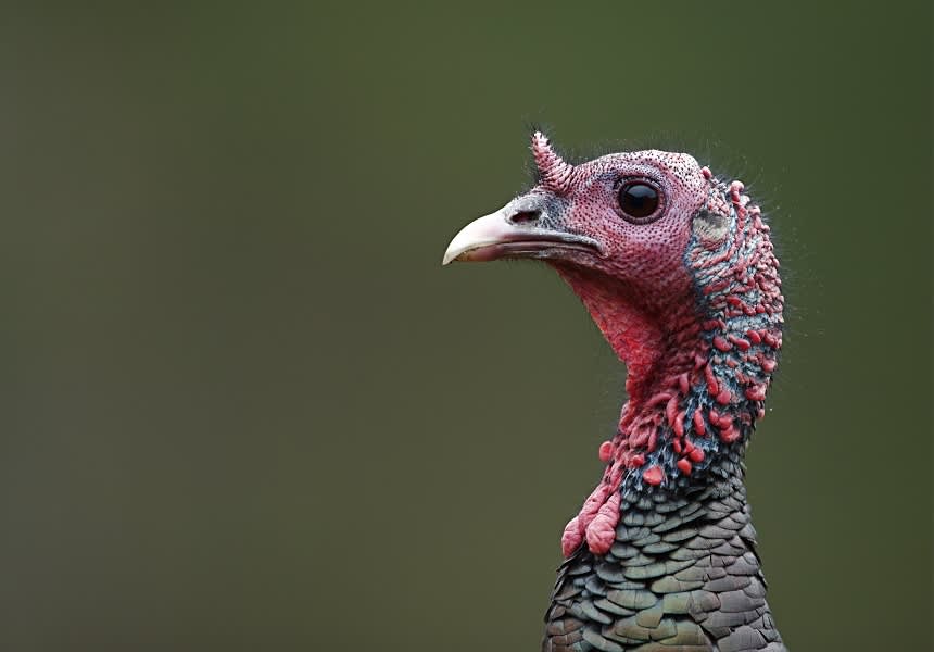 Wild Turkey Anatomy and Physiology Biology Diagrams