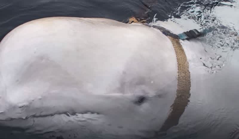 Beluga whale Norway Russian spy Beluga Whale Wearing Suspicious Harness Dubbed Russian Spy Whale ...