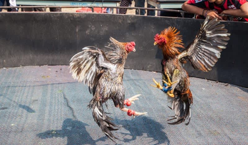 Police Officer Killed By Roosters Blade During Cockfight Raid Outdoorhub 