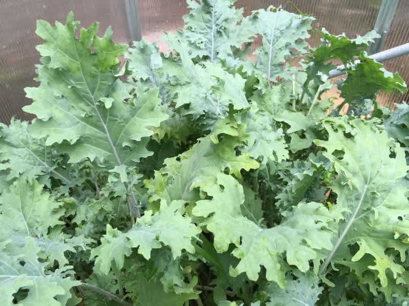 Kale: A Survival Food?