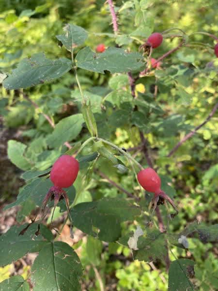 Eat Wild Plants! – How to Safely Forage Wild Edibles