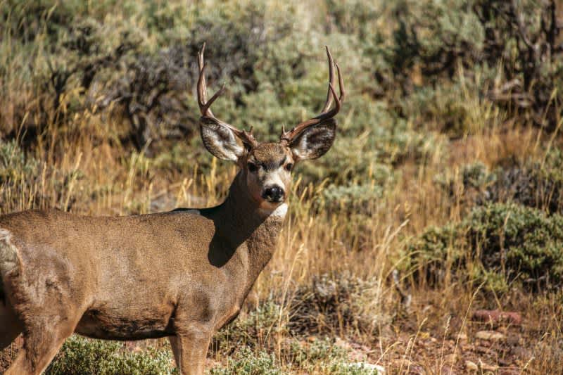 Deer That Look Up: How to Hunt Them