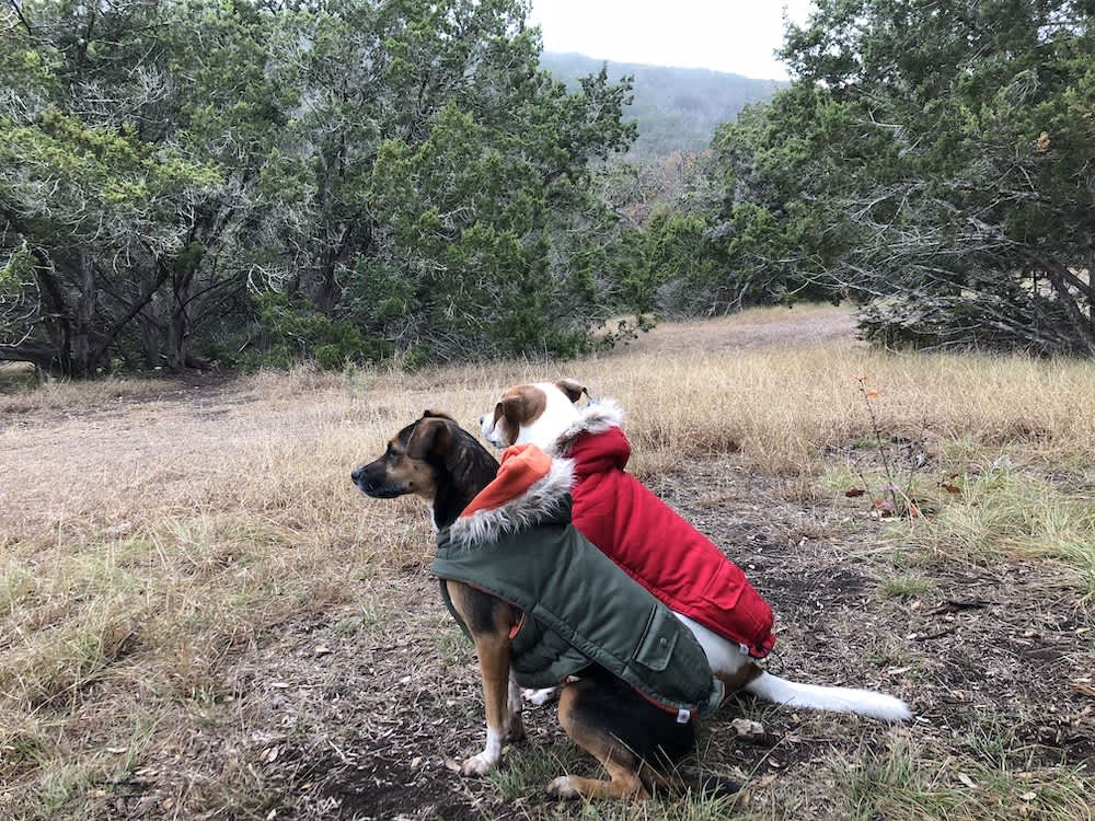 Dog winter jacket