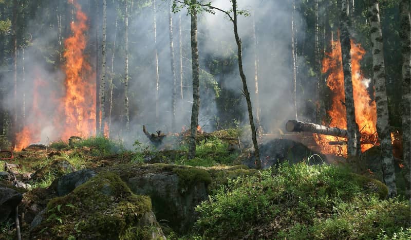 RMEF Donates $1 Million With Wildfire Recovery in Mind