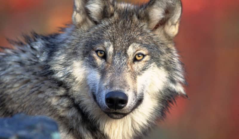 Federal Protections Restored To Gray Wolf Populations