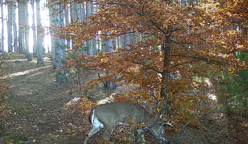 Set Your Trail Cameras Now for Hunting Success