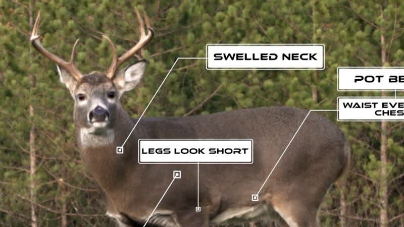 Can You Accurately Age a Deer in the Field? Find out with NDA’s Quiz!