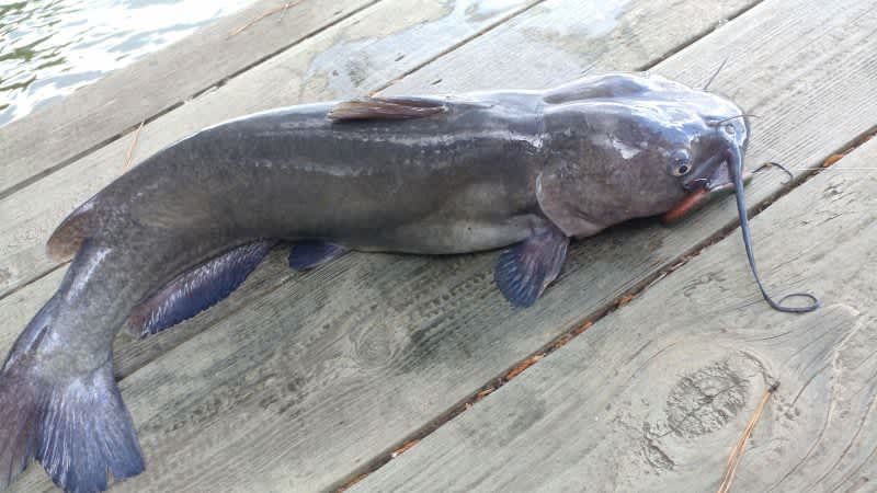 Guilty: Indiana Man Convicted of Importing 2600lbs of Live Catfish